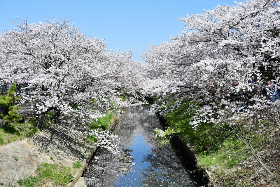 海老川の桜