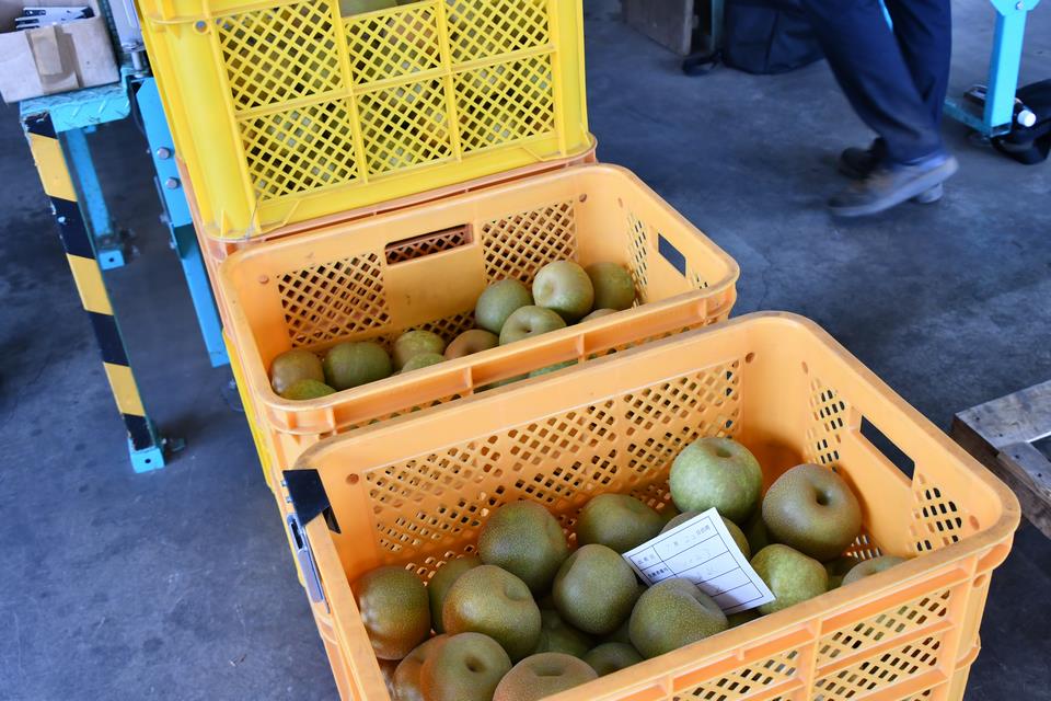 旬到来 味が自慢の 船橋のなし 魅力発信サイト Funabashi Style