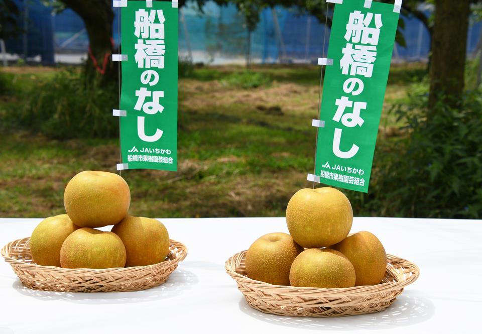 いまが旬！“船橋のなし”｜魅力発信サイト FUNABASHI Style