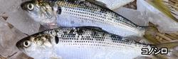 コノシロ