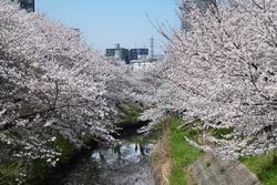 海老川ジョギングロード