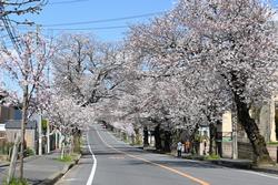 二和西の桜並木