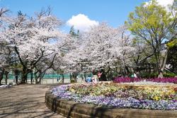 北習志野近隣公園