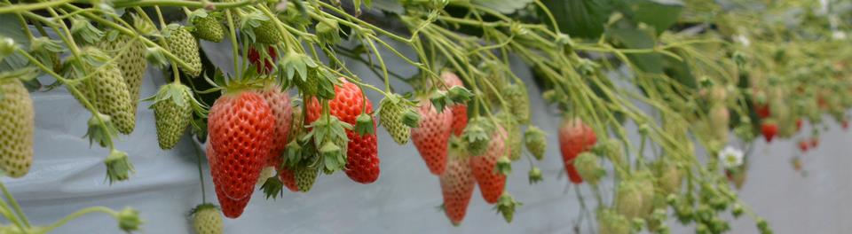 旬のあま い いちご は船橋で 魅力発信サイト Funabashi Style