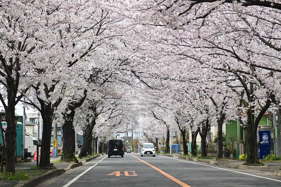 二和西の桜並木