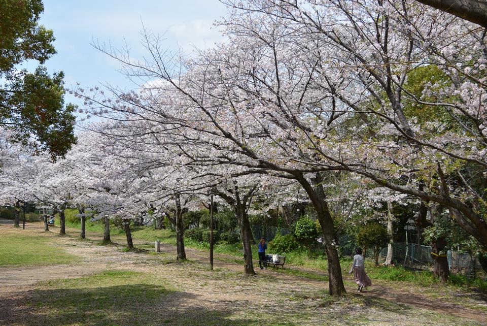 高根台さくら公園