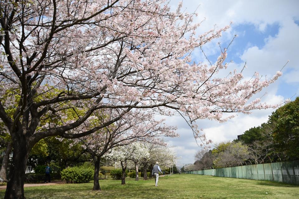 若松公園