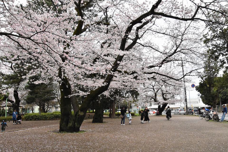 薬円台公園