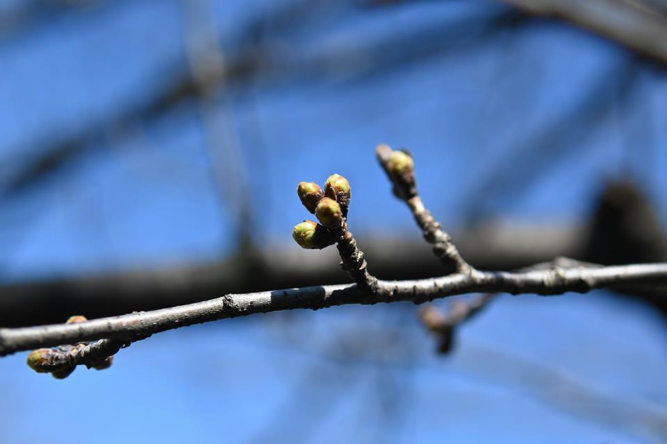 開花状況(2)