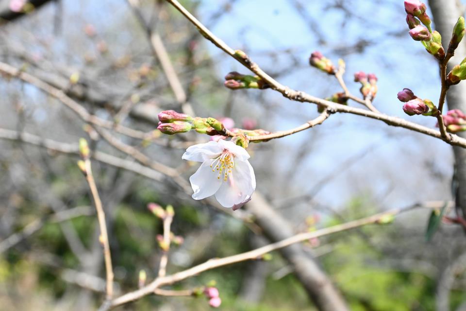 開花状況(3)