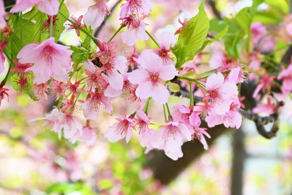 河津桜