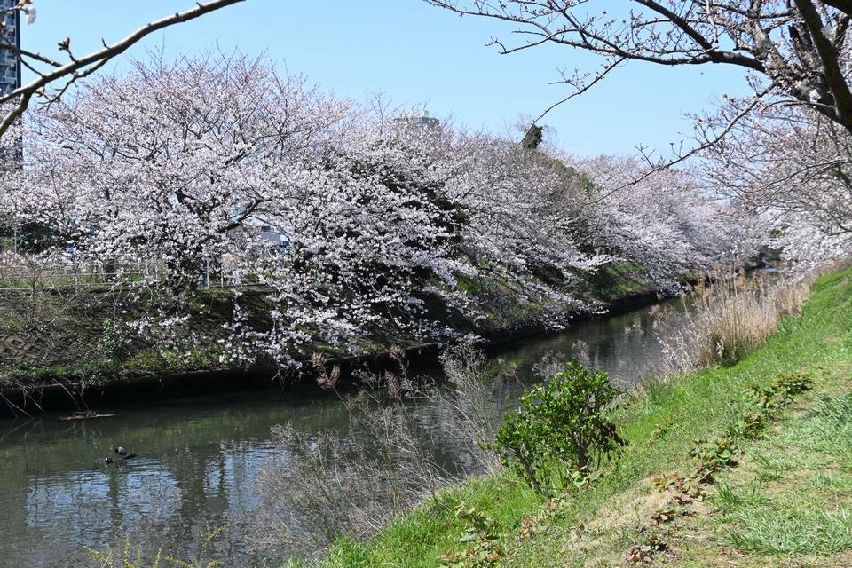 開花状況⓺