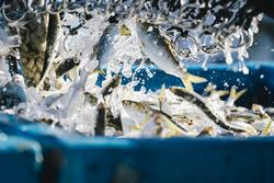 コノシロ水揚げ