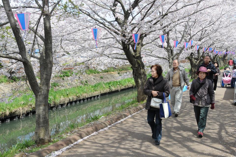 海老川の桜の画像
