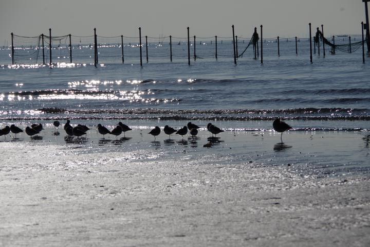 三番瀬海浜公園の画像8