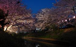 海老川的路邊並排櫻花樹，夜櫻景色也絕美！還有許多攤販。
