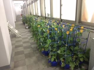 植木鉢を避難!