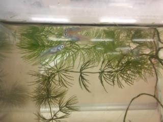 めだか達は元気です!