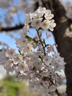 まだ桜の花が咲いてます♪