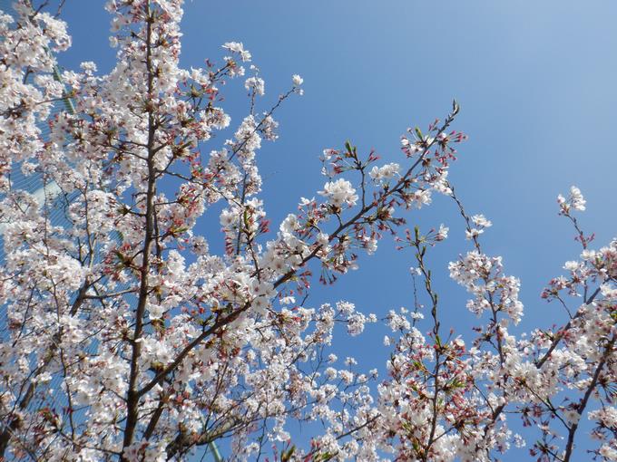 桜の花も残っています♪