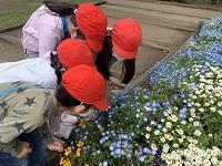 花にとまる虫を発見！