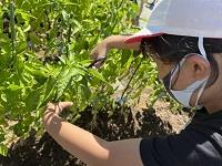 できた野菜を収穫！