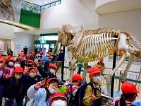 ゾウの骨に大興奮!