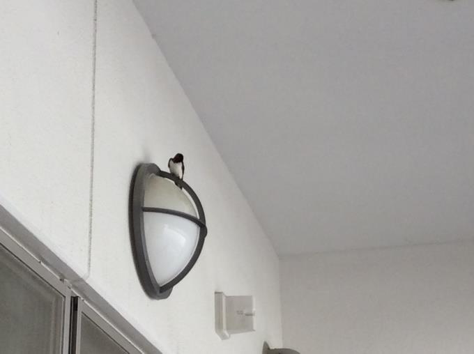 親鳥