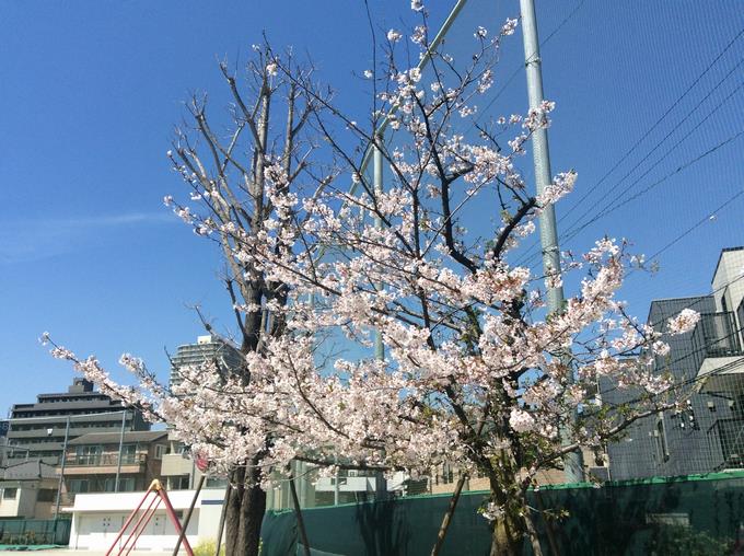 桜