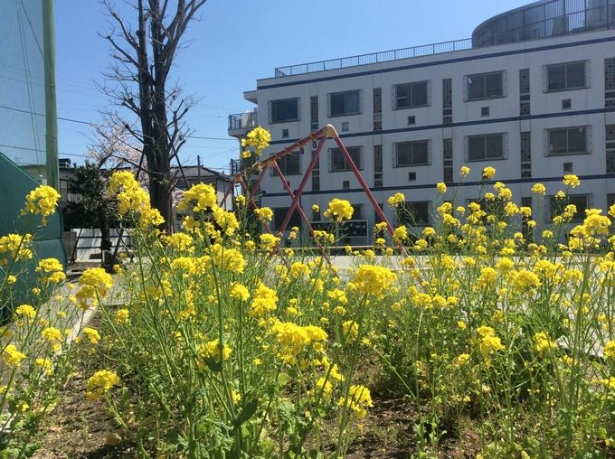 菜の花
