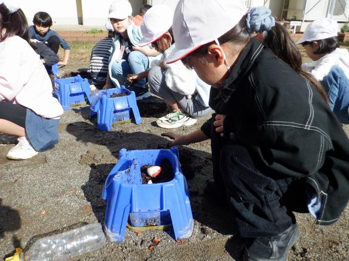 球根を植えよう