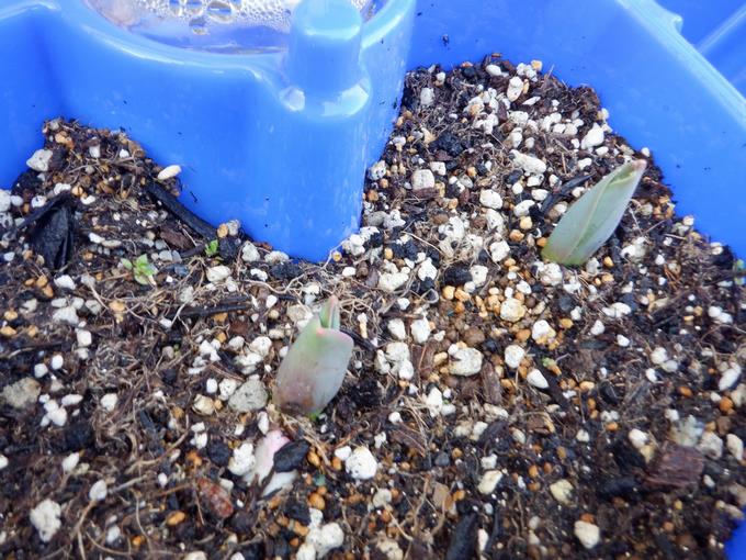 お目覚めですか！？