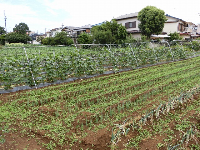 ねぎ、きゅうり、なす…