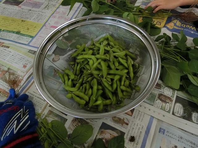 西船橋枝豆研究会の枝豆です