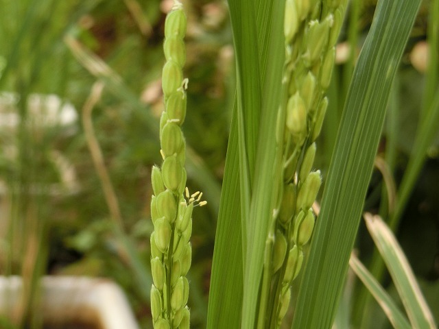 5年生お米。花が咲いているのわかりますか?