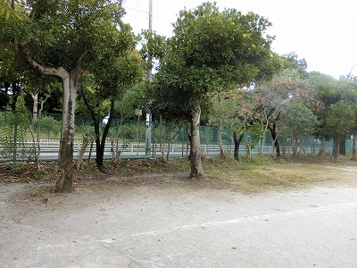 見通し良くなりました