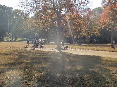 いい天気、見事な紅葉