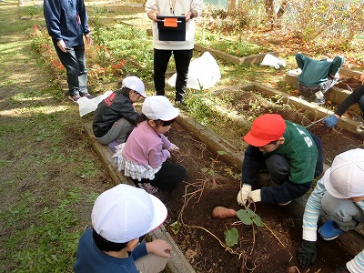 みんなでさつまいも掘りをしました