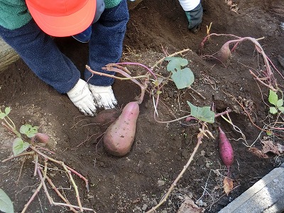 大きく育っていました