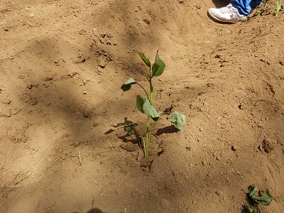 さつまいもを植えます