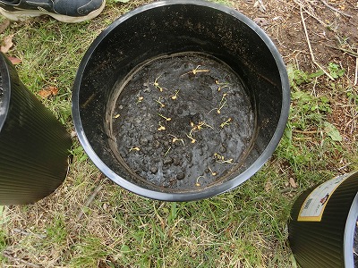 バケツに発芽したイネを入れて土をかぶせます