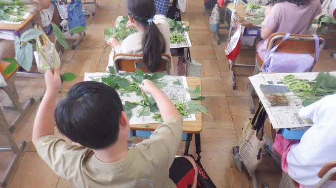 さやもぎの様子