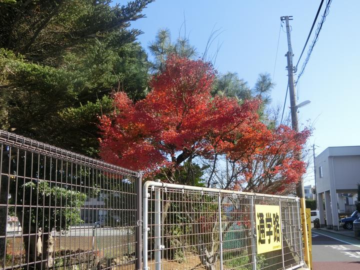 正門脇の紅葉