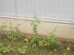 畑植え