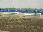 プランたー植え