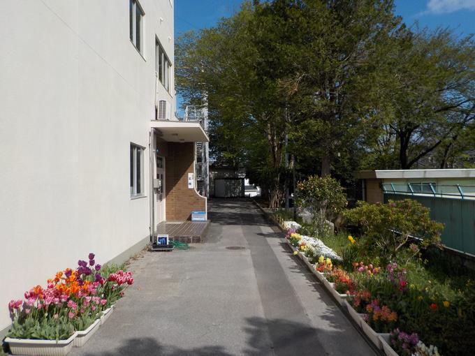 学校の花々