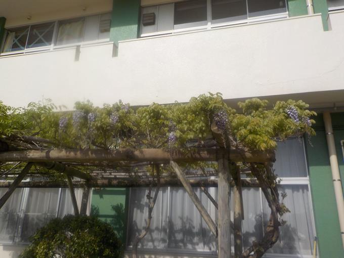 藤の花