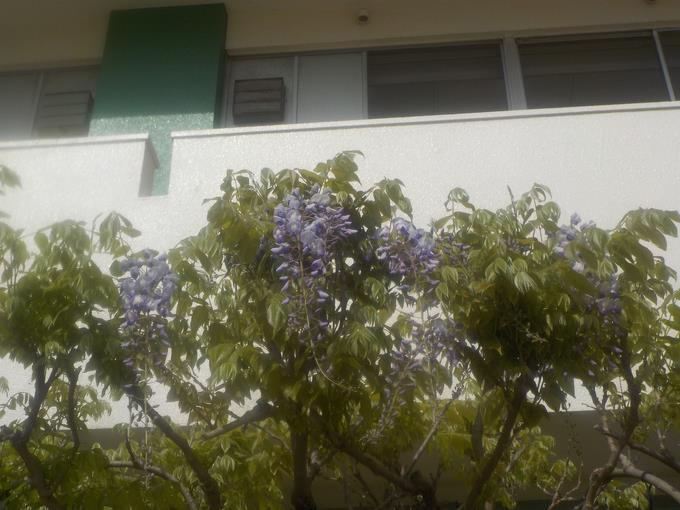 藤の花