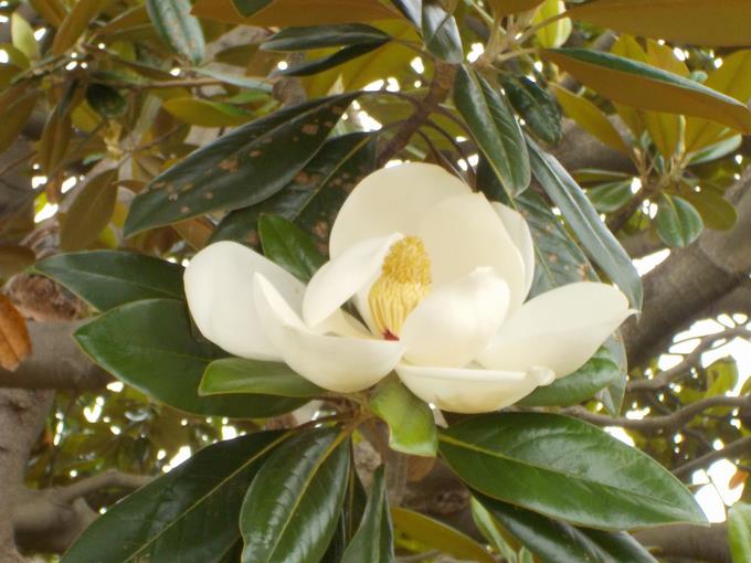 泰山木の花