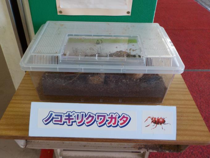 クワガタ